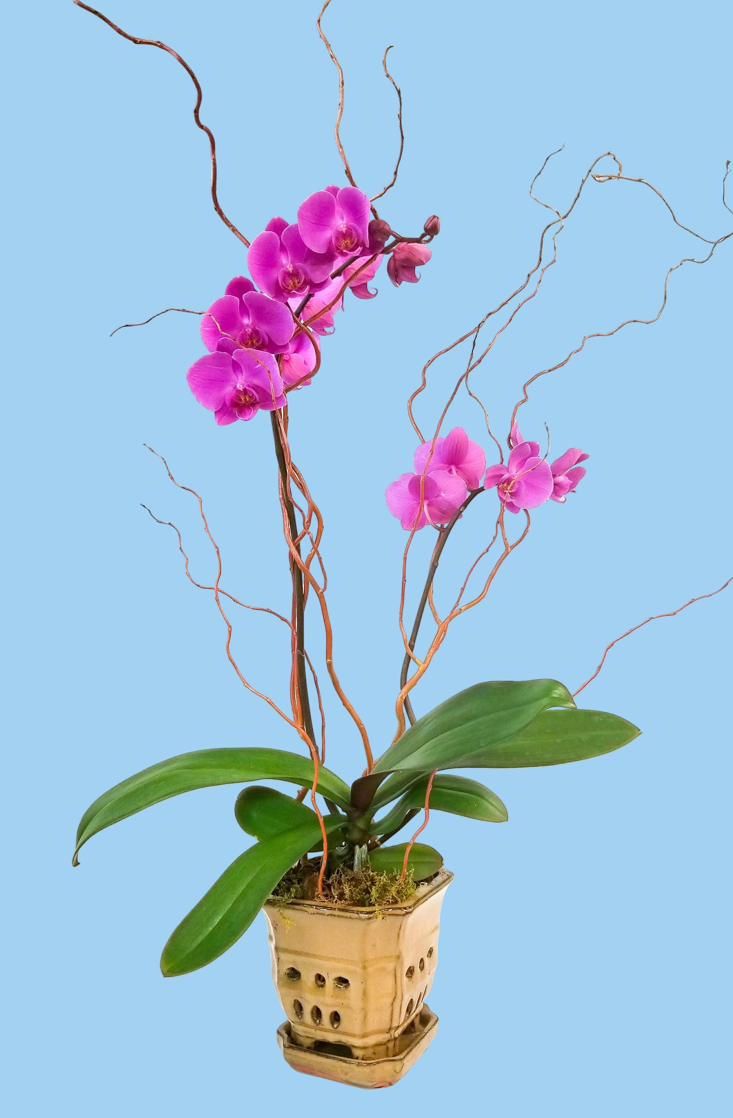 A potted Phalaenopsis orchid with bright pink-purple flowers, green leaves, and twisted brown decorative stems in a small beige ceramic pot against a white background.
