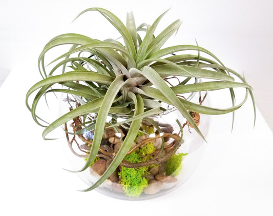 Air plant arrangement with decorative elements on a white background