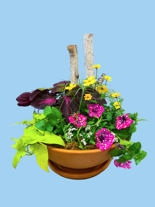 Potted plant with colorful flowers and green leaves on a gray surface
