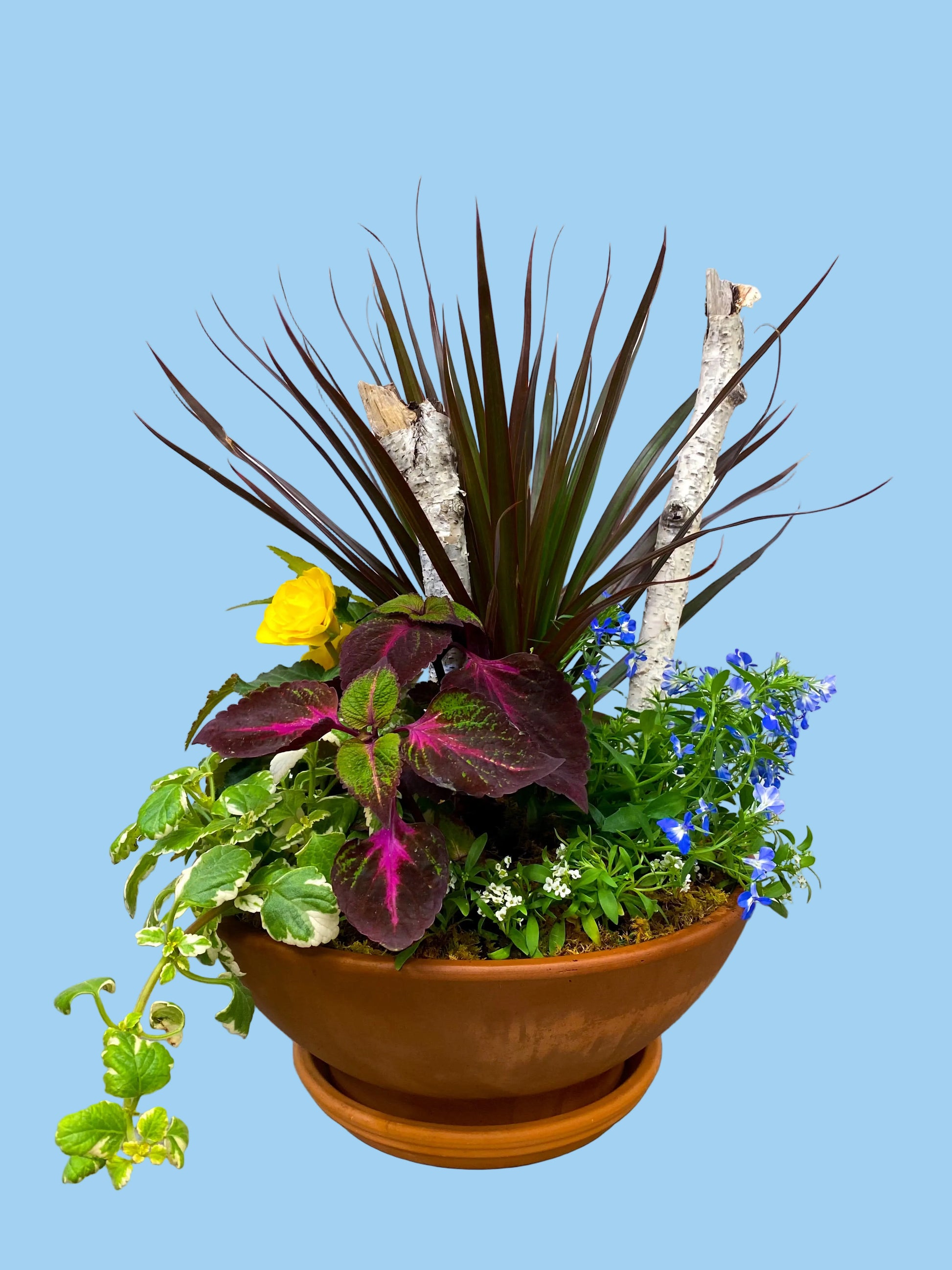 Terracotta pot with a variety of plants on a gray surface