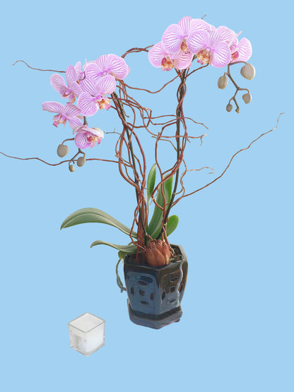Potted orchid with pink flowers on a white tablecloth