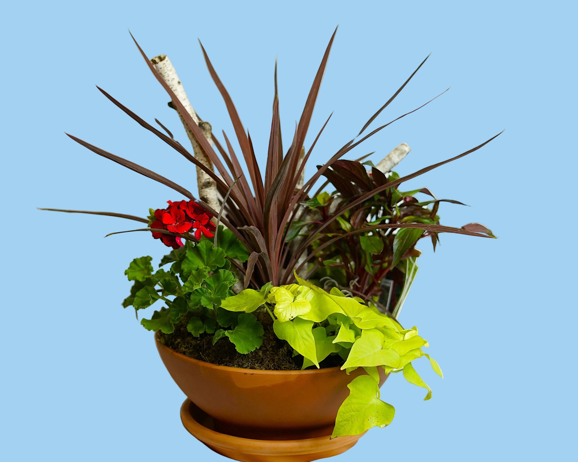 Potted plant with red and green leaves on a white background