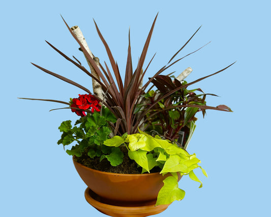 Potted plant with red and green leaves on a white background