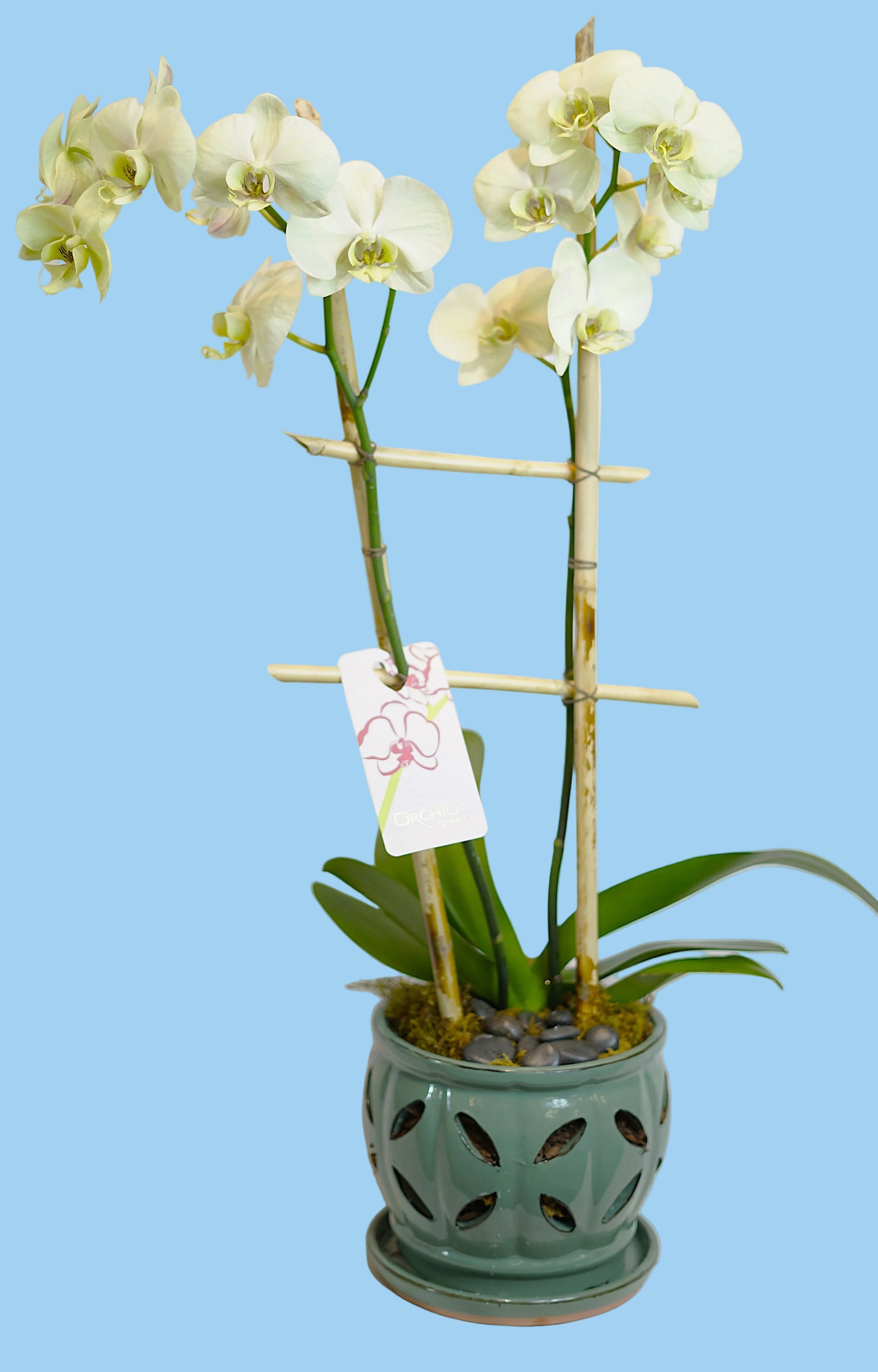 A potted white Phalaenopsis orchid plant with two flowering stems, supported by a bamboo trellis and a small paper tag, in a light green ceramic pot against a plain white background.